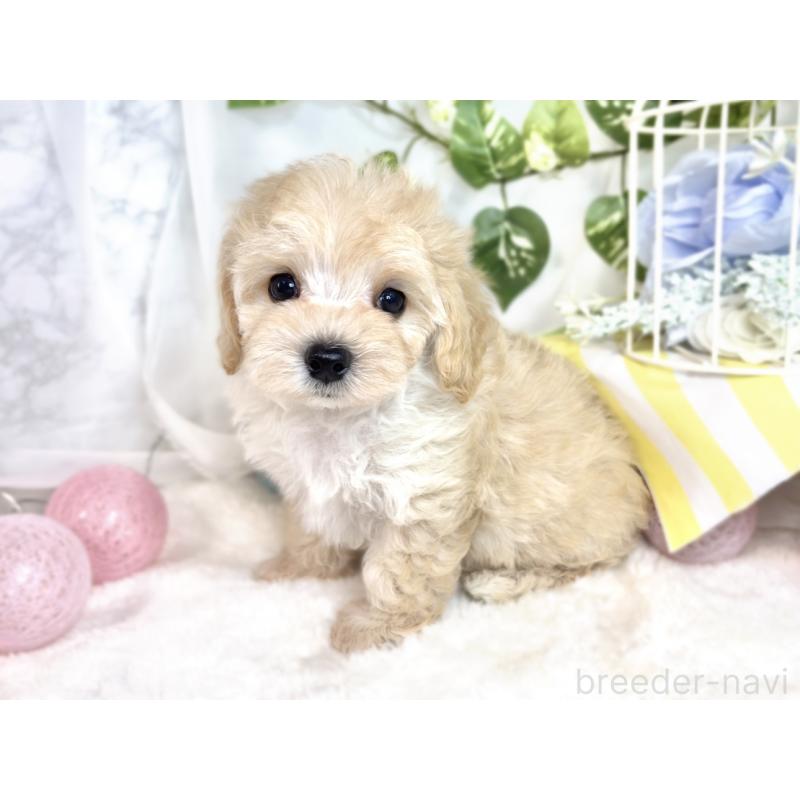 成約済の滋賀県のマルプー:マルチーズ×トイプードル-411755の3枚目